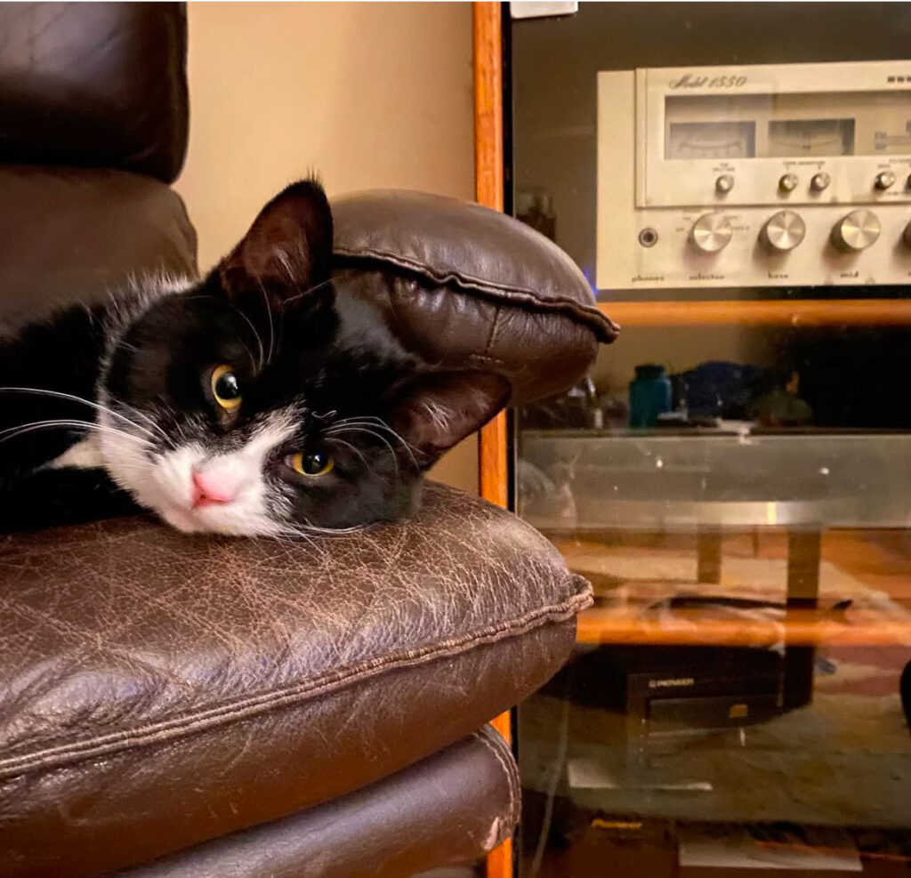 a disgruntled cat lying on a leather chair next to a stereo